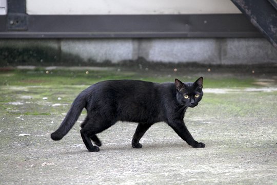 太田区のねこ