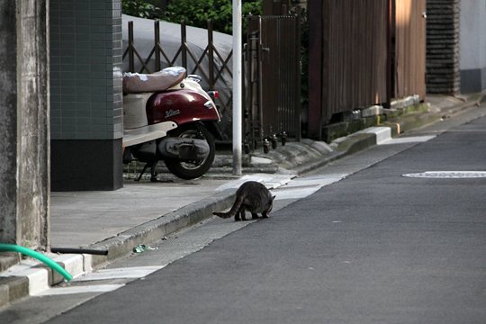 太田区のねこ