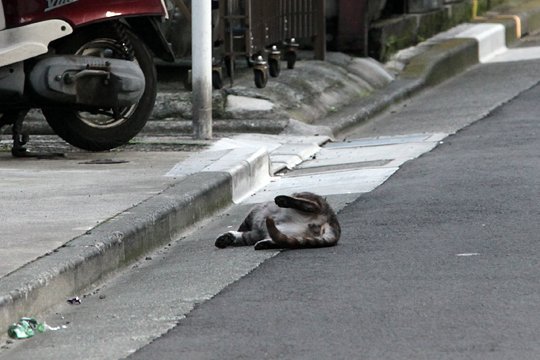 太田区のねこ