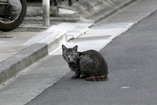 太田区のねこ