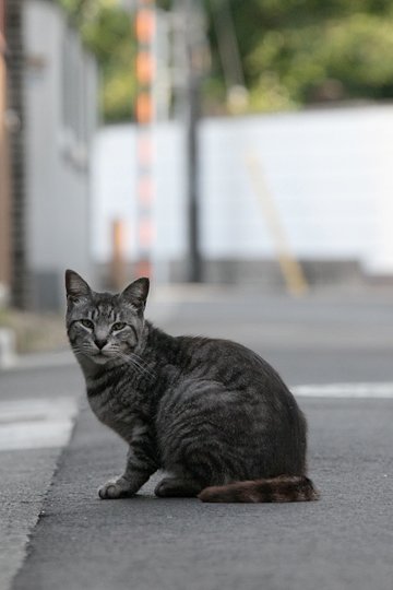 太田区のねこ