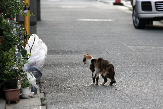 太田区のねこ