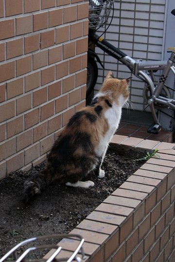 太田区のねこ