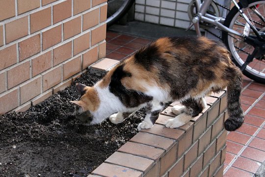 太田区のねこ
