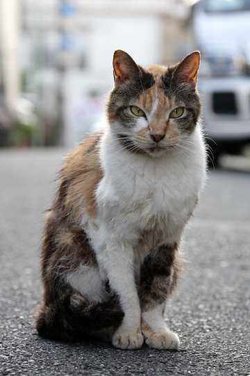 太田区のねこ