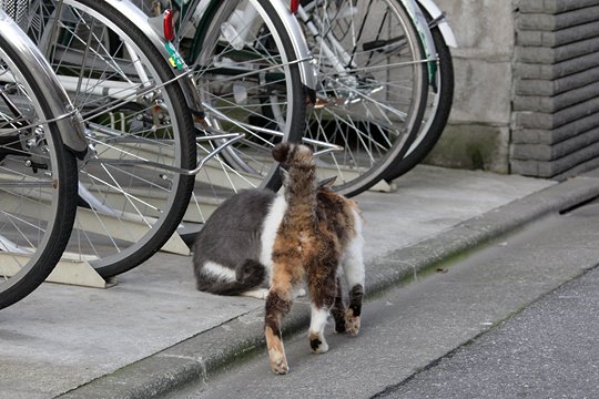 太田区のねこ