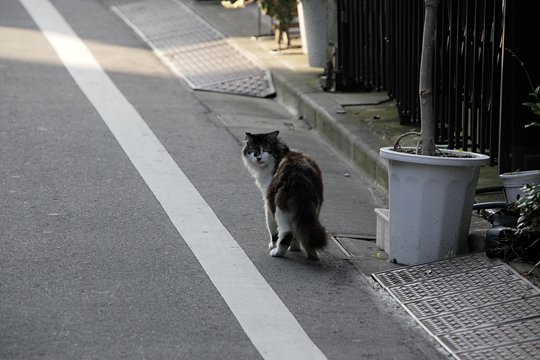 太田区のねこ