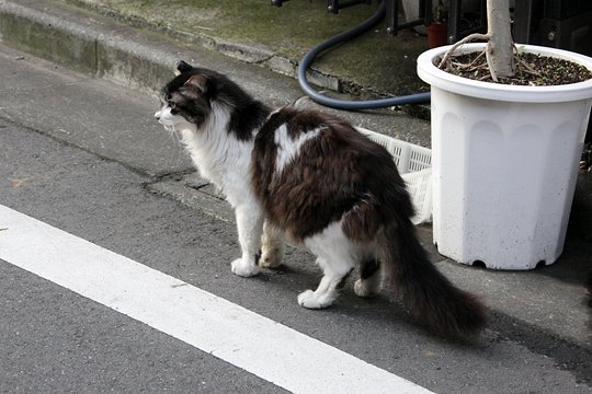 太田区のねこ