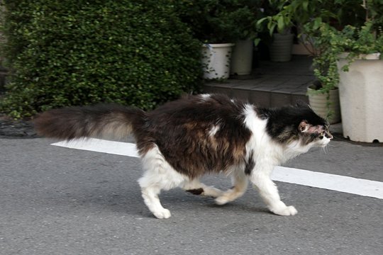 太田区のねこ