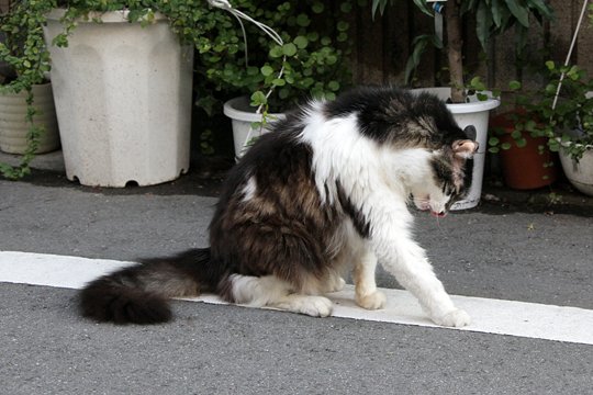 太田区のねこ