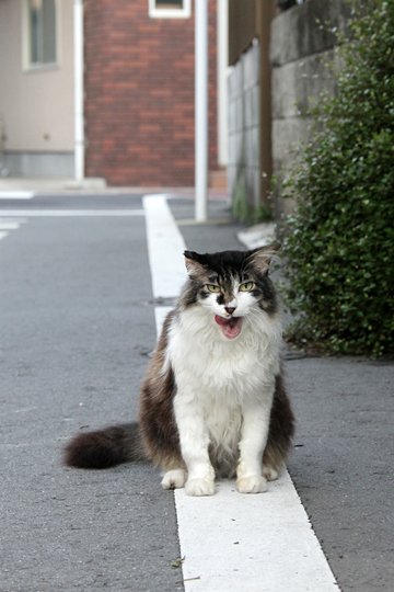 太田区のねこ