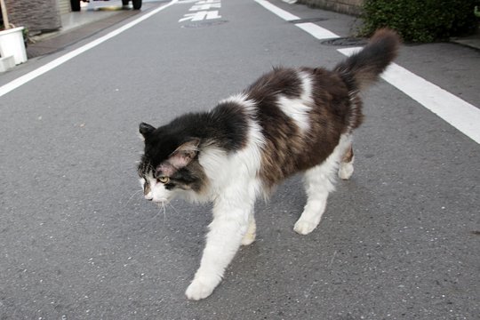 太田区のねこ