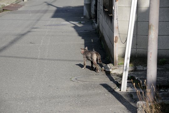 太田区のねこ