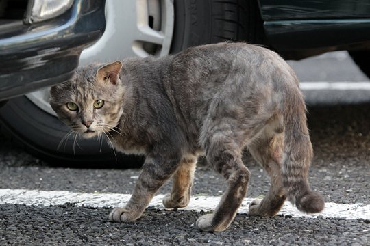 太田区のねこ