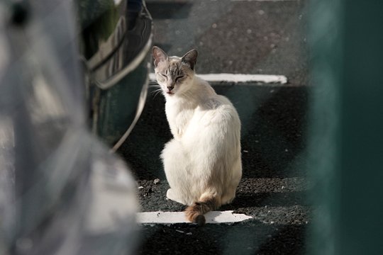 太田区のねこ