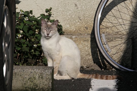 太田区のねこ