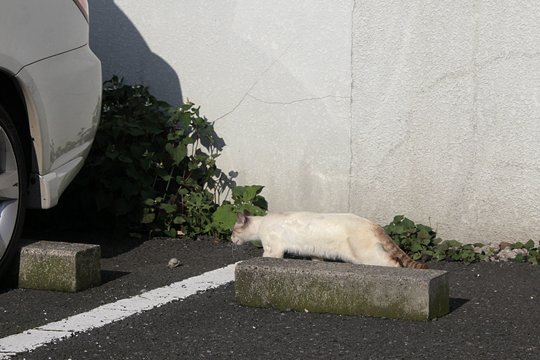 太田区のねこ