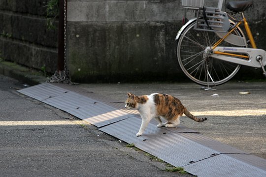 太田区のねこ