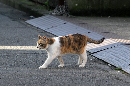 太田区のねこ