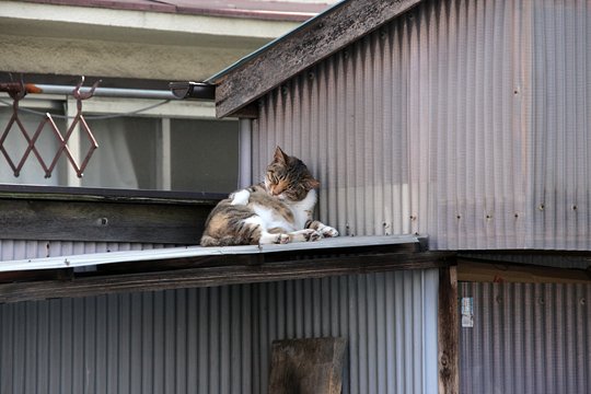 太田区のねこ