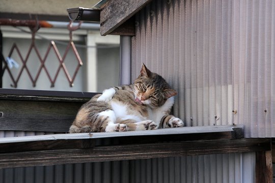 太田区のねこ