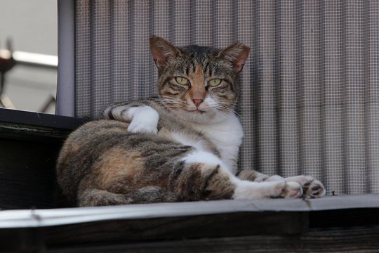 太田区のねこ