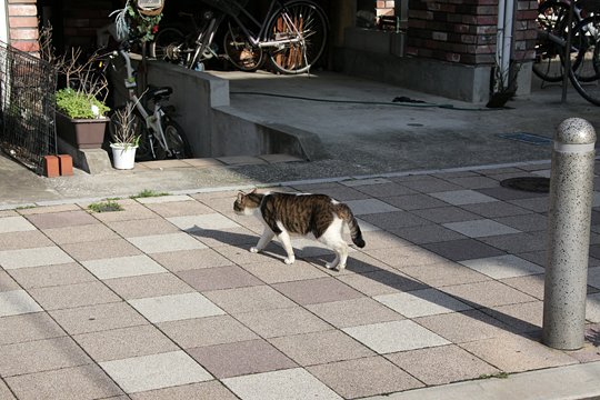 太田区のねこ