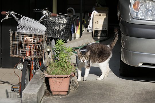 太田区のねこ