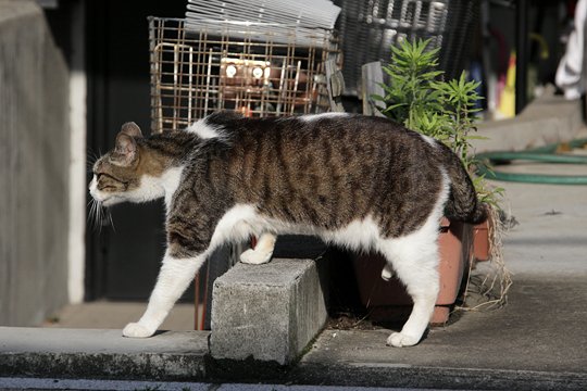 太田区のねこ