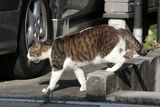 太田区のねこ