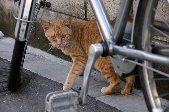 太田区のねこ