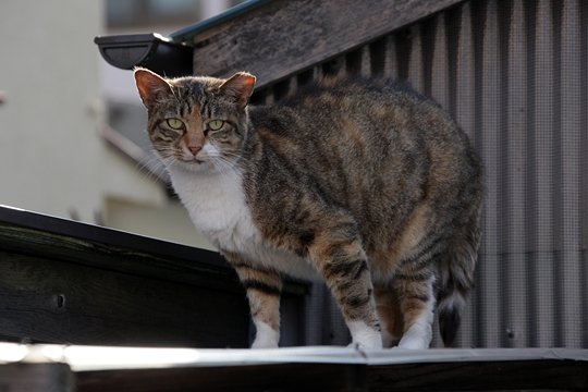 太田区のねこ