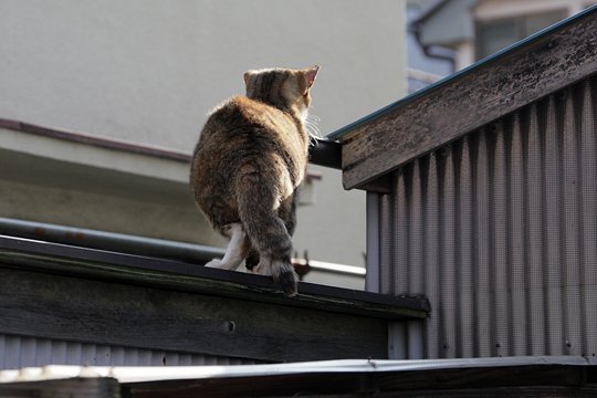 太田区のねこ