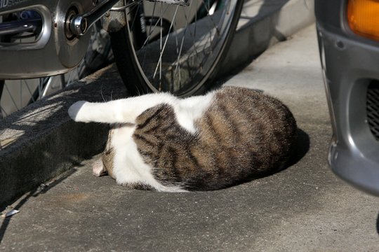 太田区のねこ