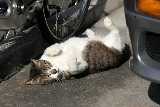 太田区のねこ