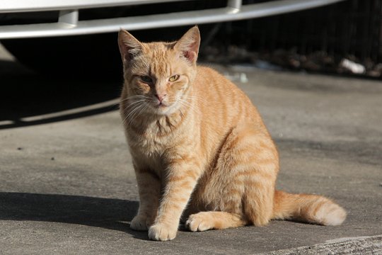 太田区のねこ