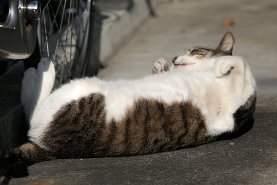 太田区のねこ