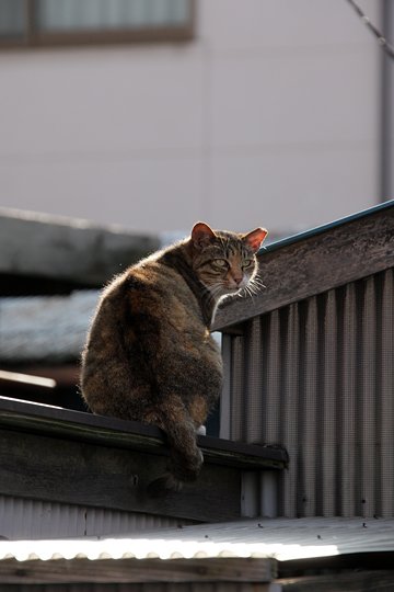太田区のねこ