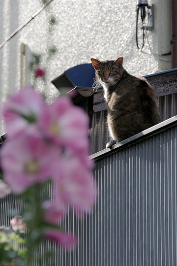 太田区のねこ