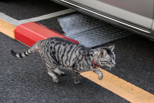太田区のねこ
