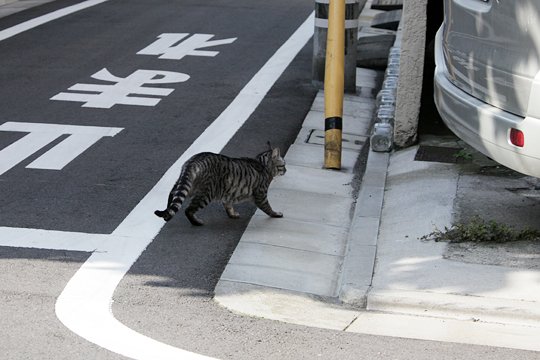 太田区のねこ