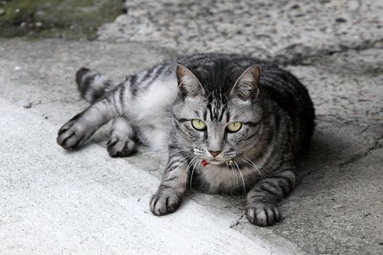 太田区のねこ
