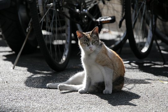 太田区のねこ