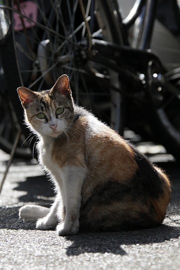 太田区のねこ