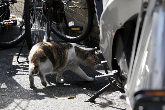 太田区のねこ
