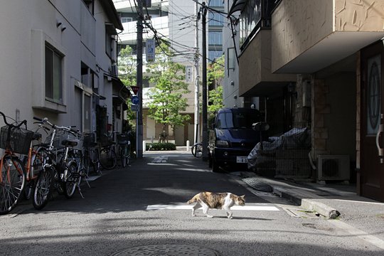 太田区のねこ