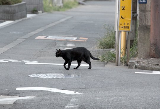 太田区のねこ