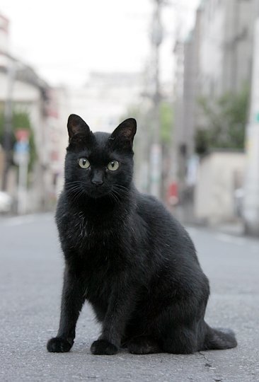 太田区のねこ
