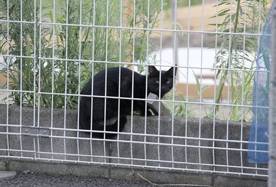 太田区のねこ