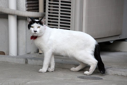 太田区のねこ